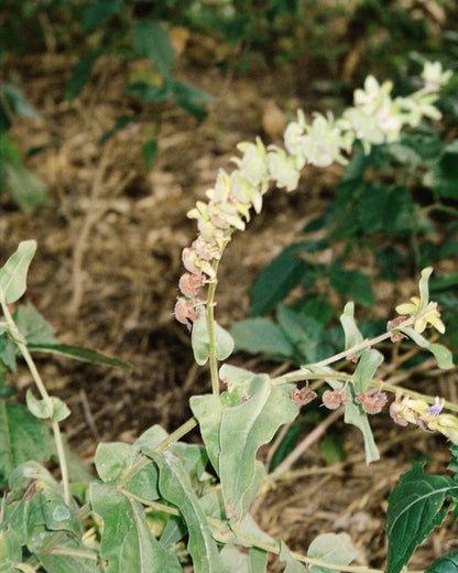 L:a Bruket | 104 Hand & Body Wash  - Bergamot / Patchouli