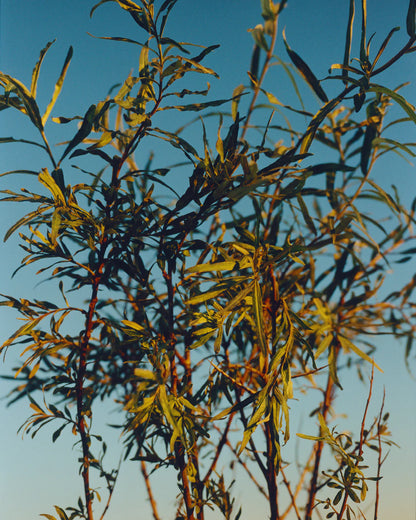 L:a Bruket | 276 Essential Cleansing Oil