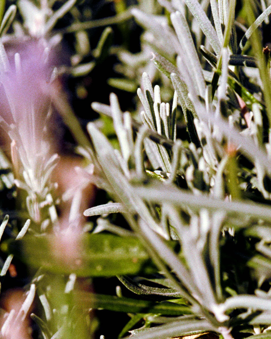 L:a Bruket | 092 Hand Cream - Sage / Rosemary / Lavender